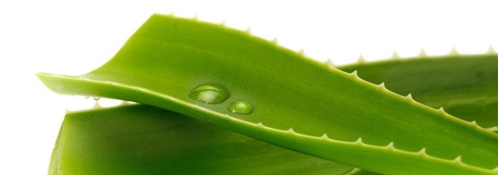 L'aloe vera et ses bienfaits