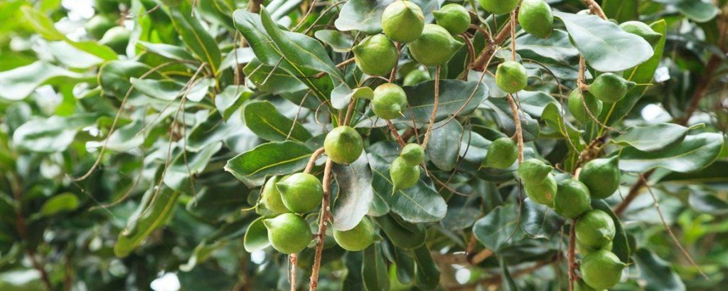 Le macadamia, plante exotique