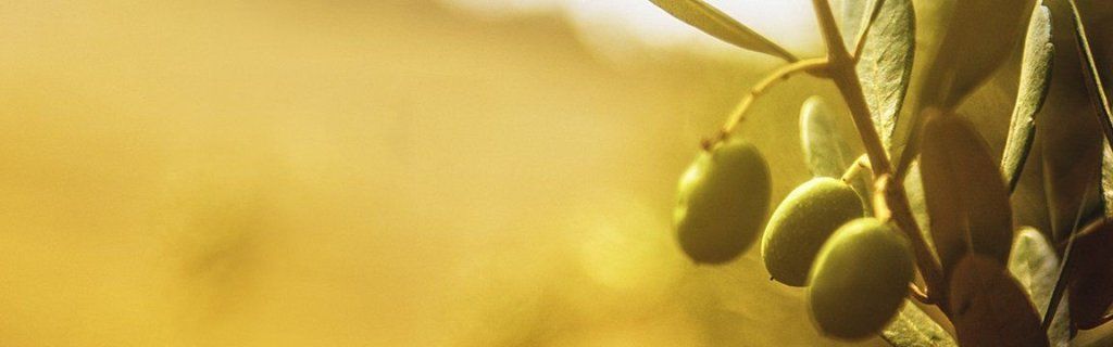 L'olive, le fruit du sud