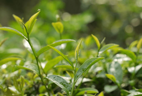 produit d'accueil thé vert